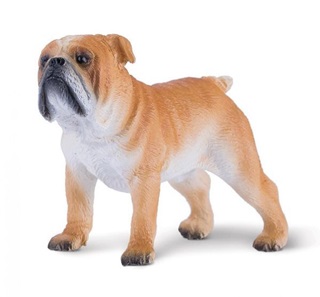 Mojo Angol Bulldog M