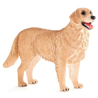 Mojo Golden Retriever M