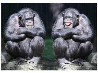 Chimps 3d Kpeslap 148x105
